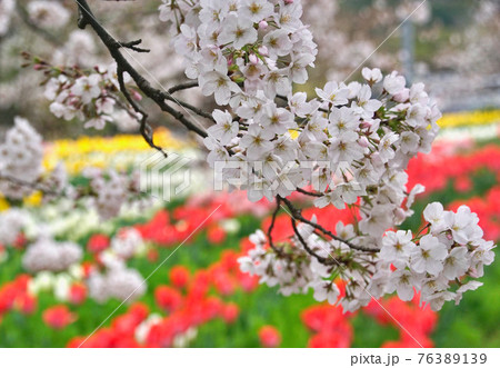 チューリップと桜 和歌山県日高郡日高川町 チューリップと桜 和歌山県日高郡日高川町 76389139