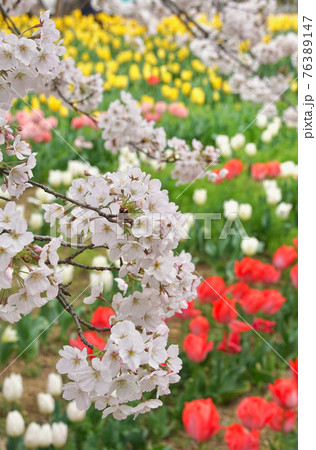 チューリップと桜 和歌山県日高郡日高川町 チューリップと桜 和歌山県日高郡日高川町 76389147