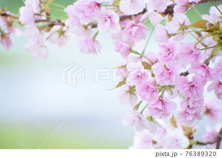 コピースペースのある桜の写真 コピースペースのある桜の写真 76389320