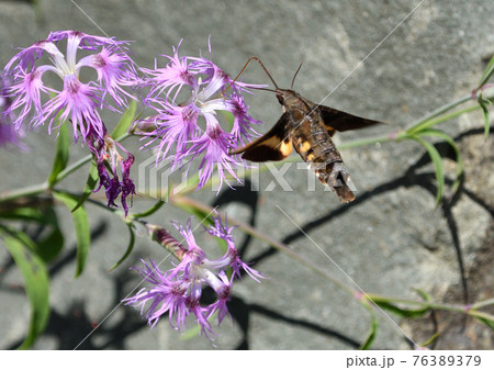 花の蜜を吸うヒメクロホウジャク 花の蜜を吸うヒメクロホウジャク 76389379