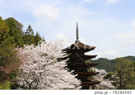 山口　山口市　瑠璃光寺　五重塔　桜　春 76389395