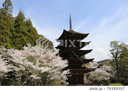 山口 山口市 瑠璃光寺 五重塔 桜 春 山口 山口市 瑠璃光寺 五重塔 桜 春 76389397