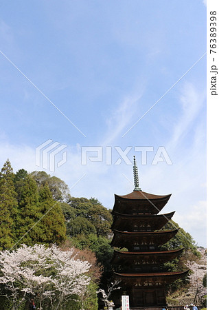 山口 山口市 瑠璃光寺 五重塔 桜 春 山口 山口市 瑠璃光寺 五重塔 桜 春 76389398