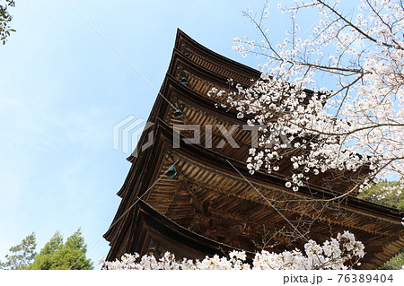 山口 山口市 瑠璃光寺 五重塔 桜 春 山口 山口市 瑠璃光寺 五重塔 桜 春 76389404