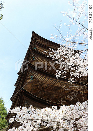 山口 山口市 瑠璃光寺 五重塔 桜 春 山口 山口市 瑠璃光寺 五重塔 桜 春 76389406