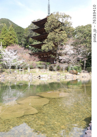 山口 山口市 瑠璃光寺 五重塔 桜 春 山口 山口市 瑠璃光寺 五重塔 桜 春 76389410