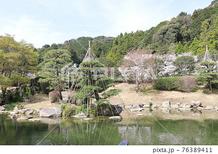 山口 山口市 瑠璃光寺 五重塔 桜 春 山口 山口市 瑠璃光寺 五重塔 桜 春 76389411