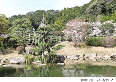 山口 山口市 瑠璃光寺 五重塔 桜 春 山口 山口市 瑠璃光寺 五重塔 桜 春 76389412