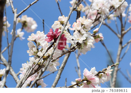 一の坂川、桜、山口県、山口市 一の坂川、桜、山口県、山口市 76389631