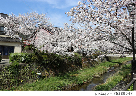 一の坂川、桜、山口県、山口市 一の坂川、桜、山口県、山口市 76389647