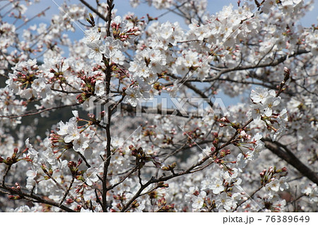 一の坂川、桜、山口県、山口市 一の坂川、桜、山口県、山口市 76389649