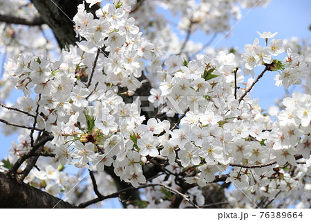 一の坂川、桜、山口県、山口市 76389664