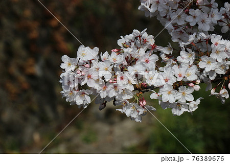 一の坂川、桜、山口県、山口市 一の坂川、桜、山口県、山口市 76389676