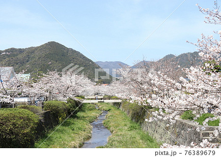 一の坂川、桜、山口県、山口市 76389679