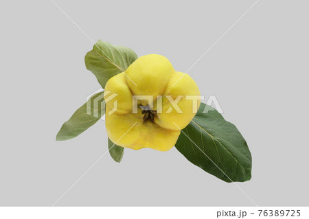 The ripe fruit of the quince tree. 76389725