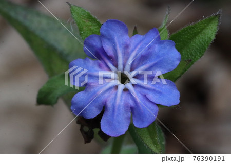 ホタルカズラの花 ホタルカズラの花 76390191
