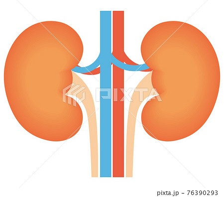 腎臓 76390293