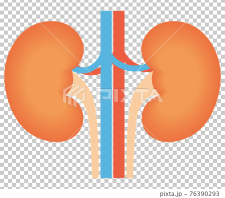 腎臓 76390293