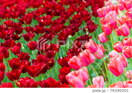 横浜公園のチューリップ2021 76390301
