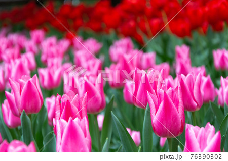 横浜公園のチューリップ2021 76390302