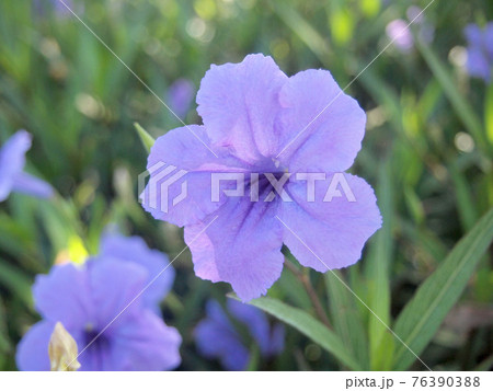 Purple flowers in the garden ,Ruellia tuberosa 76390388