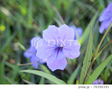 Purple flowers in the garden ,Ruellia tuberosa Purple flowers in the garden ,Ruellia tuberosa 76390391