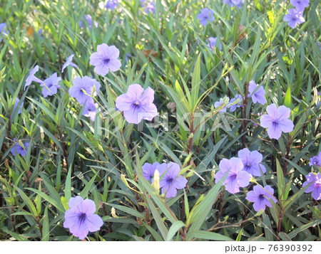 Purple flowers in the garden ,Ruellia tuberosa Purple flowers in the garden ,Ruellia tuberosa 76390392