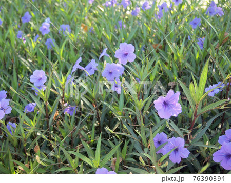 Purple flowers in the garden ,Ruellia tuberosa 76390394