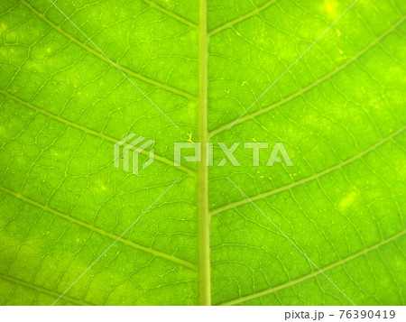 green leaf closeup 76390419