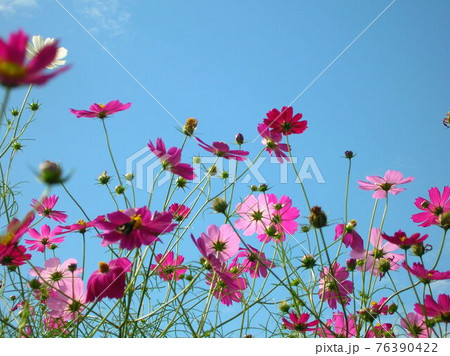 青空と秋桜 76390422