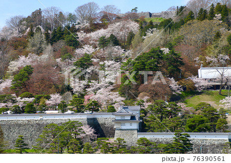 春の霞ヶ城公園（福島県・二本松市） 76390561
