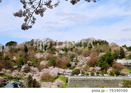 春の霞ヶ城公園（福島県・二本松市） 76390566