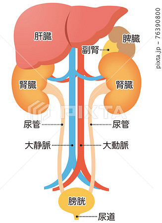 泌尿器の構造 腎臓のイラスト素材