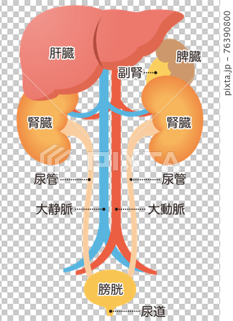 泌尿器の構造　腎臓 76390800