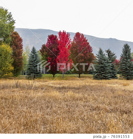 United States, Idaho, Sun Valley, Colorful trees in forest in autumn United States, Idaho, Sun Valley, Colorful trees in forest in autumn 76391553
