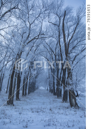 United States, Idaho, Bellevue, Row of frosty trees 76391653