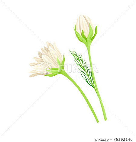 Common Daisy or Bellis Perennis on Stem with White Ray Florets Vector Illustration Common Daisy or Bellis Perennis on Stem with White Ray Florets Vector Illustration 76392146