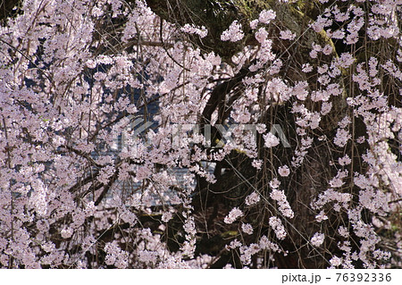大隣寺しだれ桜(福島県・二本松市) 大隣寺しだれ桜(福島県・二本松市) 76392336