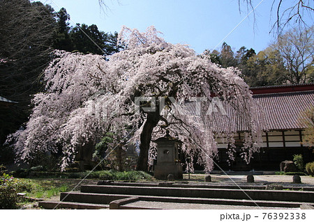 大隣寺しだれ桜(福島県・二本松市) 大隣寺しだれ桜(福島県・二本松市) 76392338