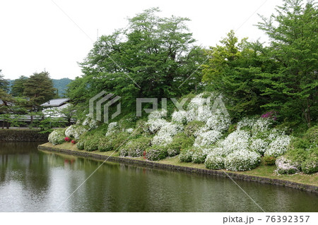 松が岬公園　満開のつつじ 76392357