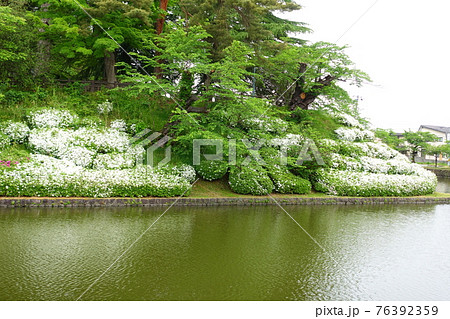 松が岬公園 満開のつつじ 松が岬公園 満開のつつじ 76392359
