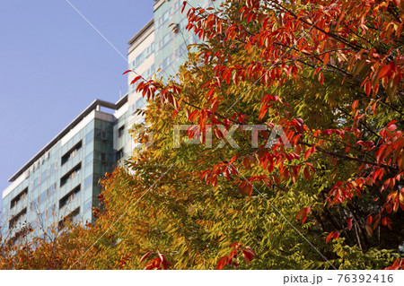 colorful autumn scenery colorful autumn scenery 76392416