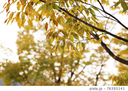colorful autumn scenery colorful autumn scenery 76393141