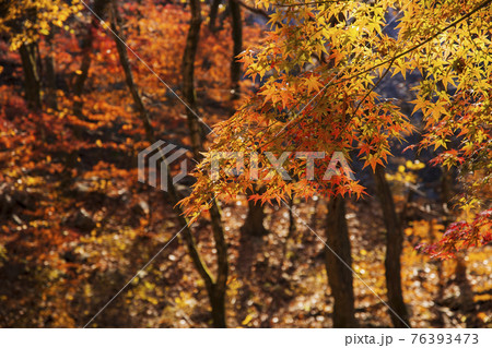 colorful Autumn scenery colorful Autumn scenery 76393473