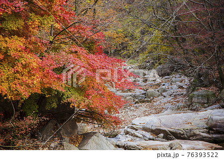 colorful Autumn scenery colorful Autumn scenery 76393522