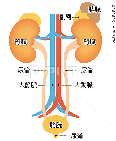 泌尿器の構造　腎臓 76393900
