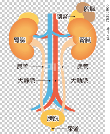 泌尿器の構造　腎臓 76393900