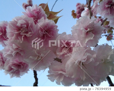 桜 76394959
