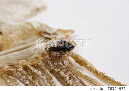 dried squid dried squid 76394975