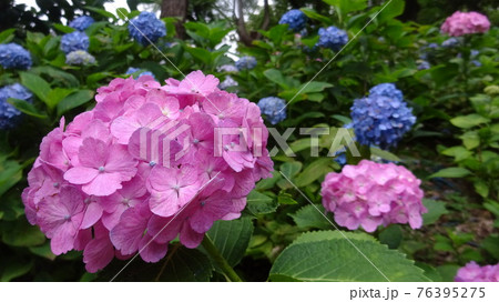大輪の花を咲かせた紫陽花を見ると梅雨に入ったと実感する 大輪の花を咲かせた紫陽花を見ると梅雨に入ったと実感する 76395275